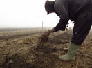 Plantare muri