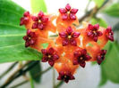 Hoya_benquetensis_fleur