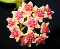 hoya_diversifolia