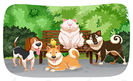 40401522-Dogs-and-cat-in-the-park-Stock-Photo