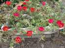 Flori de piatra (4)