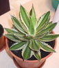 Planta mama