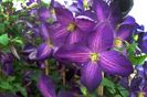 Clematis-Jackmanii-Purpurea-Zojapur