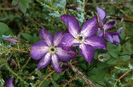 clematis viticella Venosa violaceea