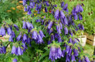 campanula sarastro