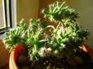 Trichodiadema densum, boboc