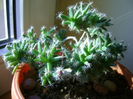 Trichodiadema densum, boboc