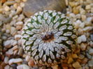 Turbinicarpus pseudopectinatus (Pelecyphora aselliformis), boboci