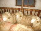 Picture 001
