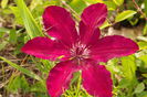 Clematita