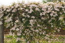 Clematita montana