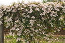 Clematita montana