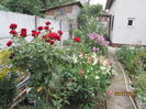 Gradina iulie (19)