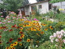 Gradina iunie (6)