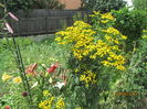 Gradina iunie (7)