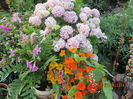 Gradina iunie (9)
