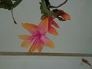 Schlumbergera