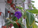 Tibouchina