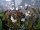 Begonia semperflorens