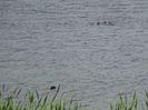 56bT - Rata Garganey