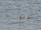 56cT - Rata Garganey
