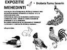 EXPO MEHEDINTI