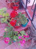 flori telef 464