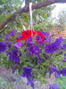 flori telef 473