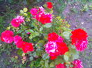 flori telef 477