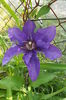 Clematita President
