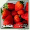 albion_idsc_15