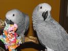 African_Grey_Congo_Parrot_