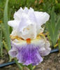 puccinini