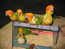 Sun_Conure_29594_093