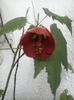 Abutilon