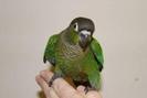 Green_Cheek_Conure_29395_108