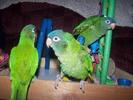 Blue_Crown_Conure_28921_392