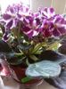 African Violet Saintpaulia - PT- Kuryanochka - starter plant3