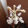 Ludisia Discolor