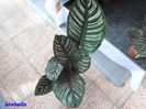 Calathea Ornata