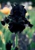 obsidiana
