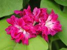 Ipomoea Nill Double pink 10 seminte - 3 RON