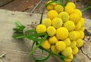 Craspedia globosa galbene 20 seminte - 3 RON