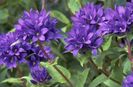 Capanulac (Clusters) albasta cu mai multe flori  20 seminte - 3 RON