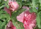 Althaea  Nalba roz batuta 20 seminte - 3 RON