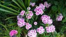 Dianthus barbatus