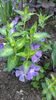 Vinca major