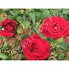 Butas de trandafir catarator dark red - 13,5 lei