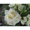 Butas de trandafir catarator white - 13,5 lei