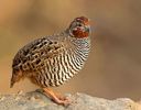 Jungle bush quail